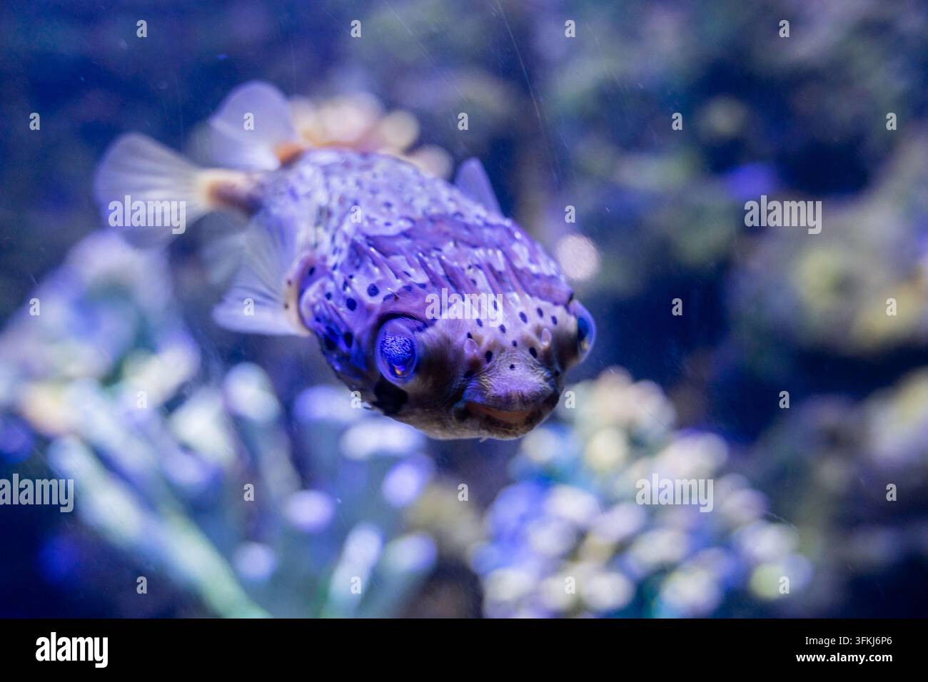 Primo piano di un pesce palla maculato che guarda verso la fotocamera sotto l'illuminazione blu dell'acquario Foto Stock