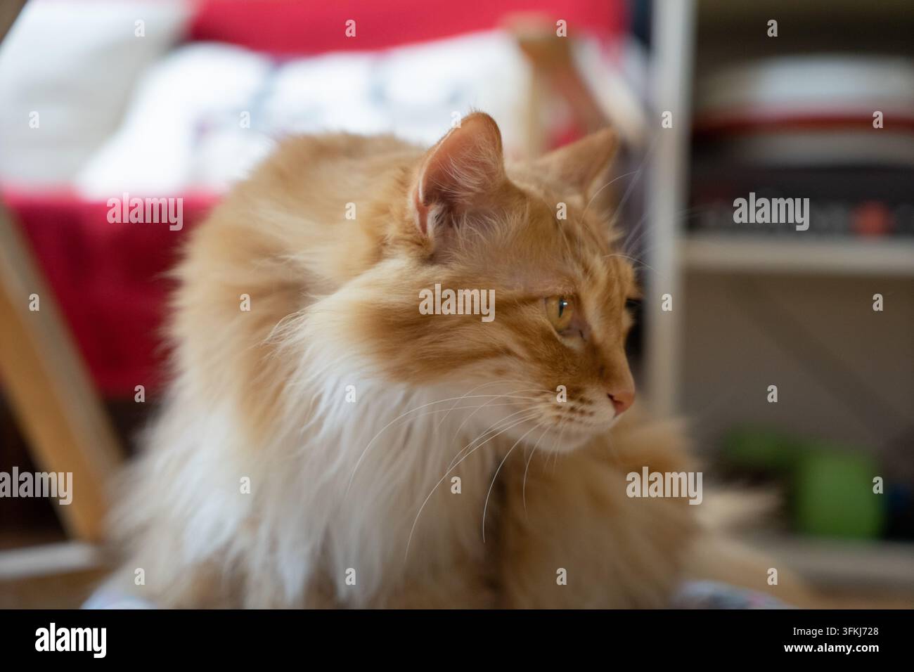 Profilo laterale di un gatto a pelo lungo arancione e bianco soffice che guarda di lato Foto Stock