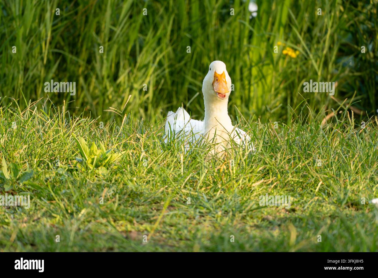 Anatra bianca e soffice su prato verde illuminato dal sole, scena pastorale tranquilla di campagna Foto Stock