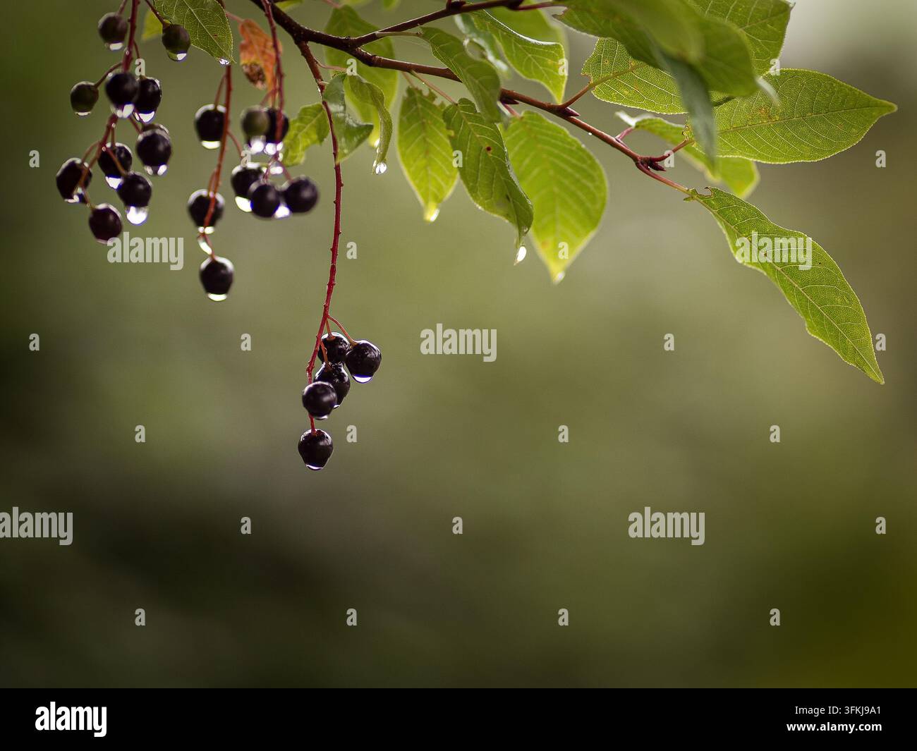 Bacche mature di ciliegio selvatico, Prunus padus, e foglie verdi ricoperte di gocce di pioggia dopo la pioggia. Foto Stock