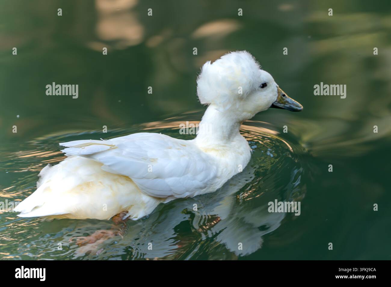 Scatto reale ad alta definizione di un'anatra bianca crestata carina che nuota nell'acqua Foto Stock