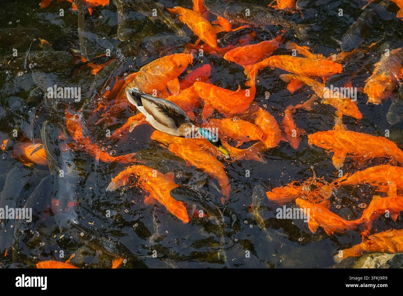 Anatra reale che galleggia tra uno sciame di carpe koi rosse Foto Stock