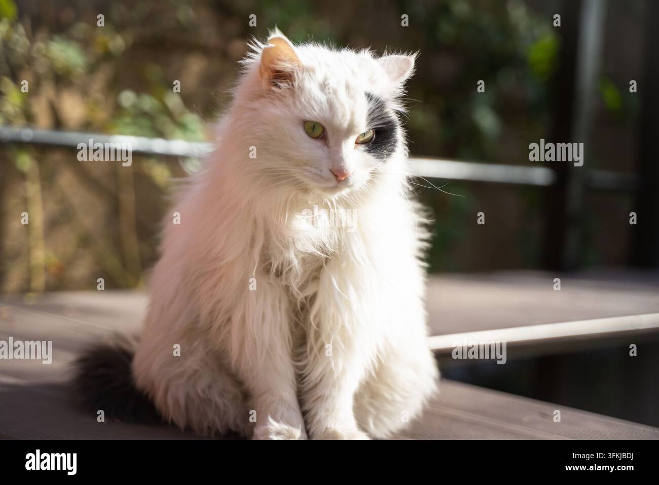 Primo piano del profilo laterale di un gatto bianco a pelo lungo che guarda lontano Foto Stock
