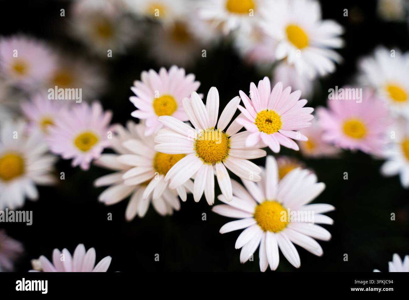 Primo piano di un grappolo di grandi fiori bianchi e rosa di Leucanthemum maximum con centri gialli Foto Stock