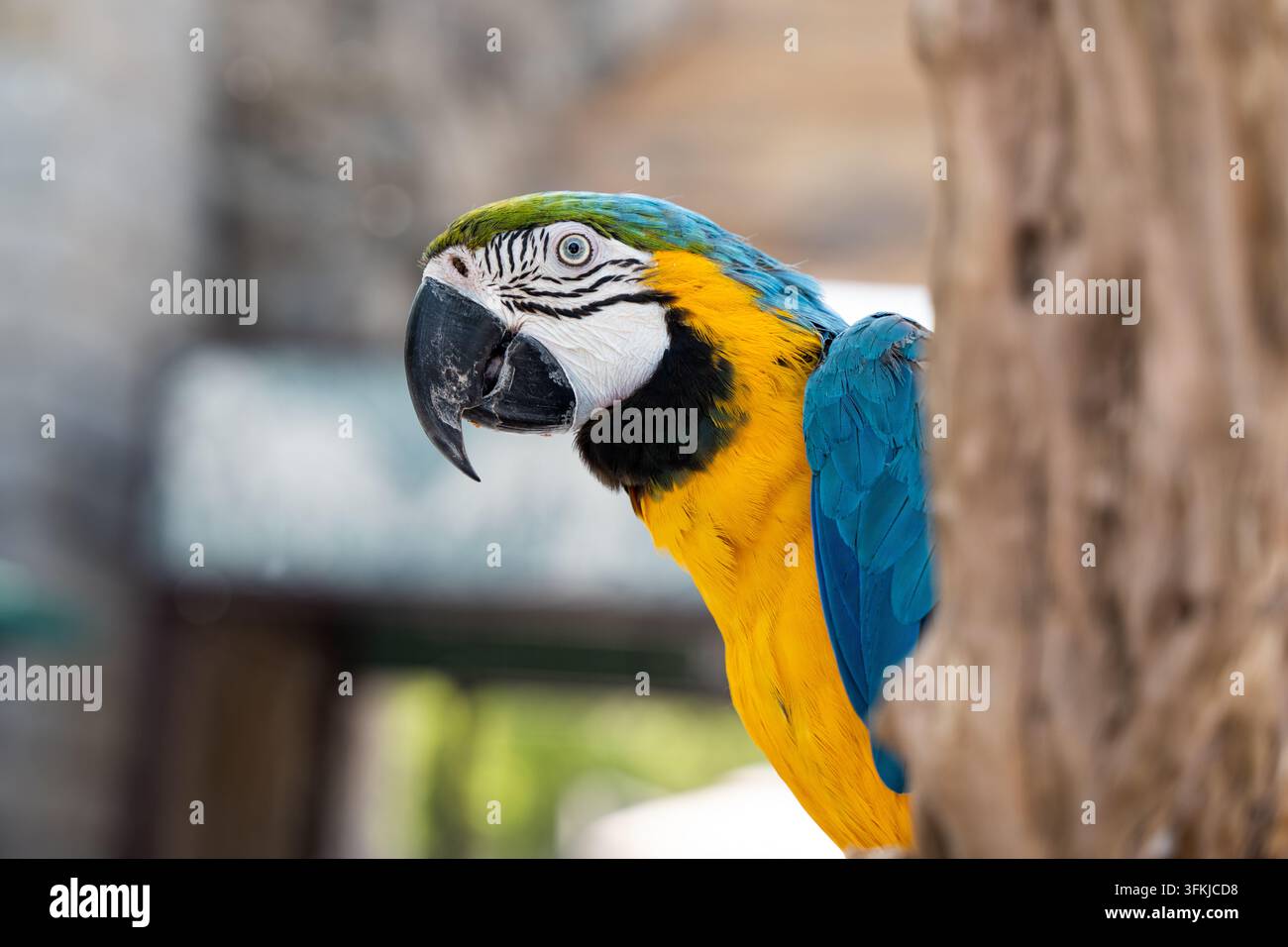 Prima piano del profilo laterale di un pappagallo ara blu e giallo Foto Stock