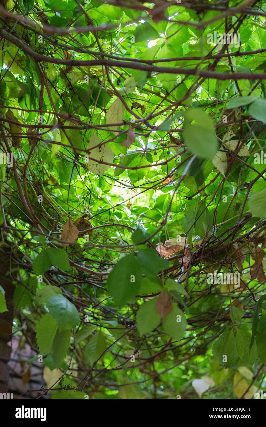 Guarda verso la luce del cielo attraverso una fitta vegetazione di viti Foto Stock