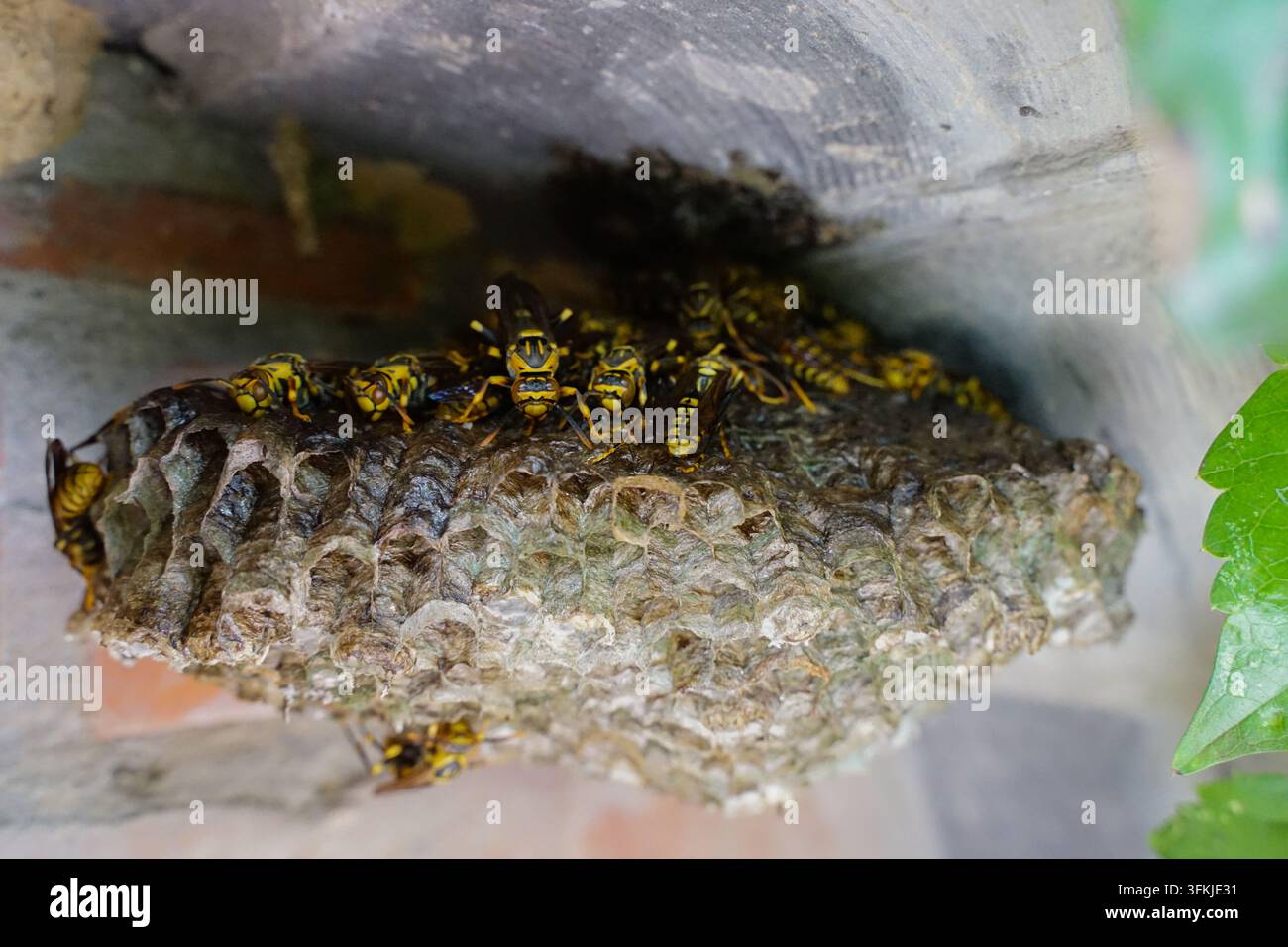Schiarpa di vespe che si raduna sotto la gronda con il loro nido Foto Stock