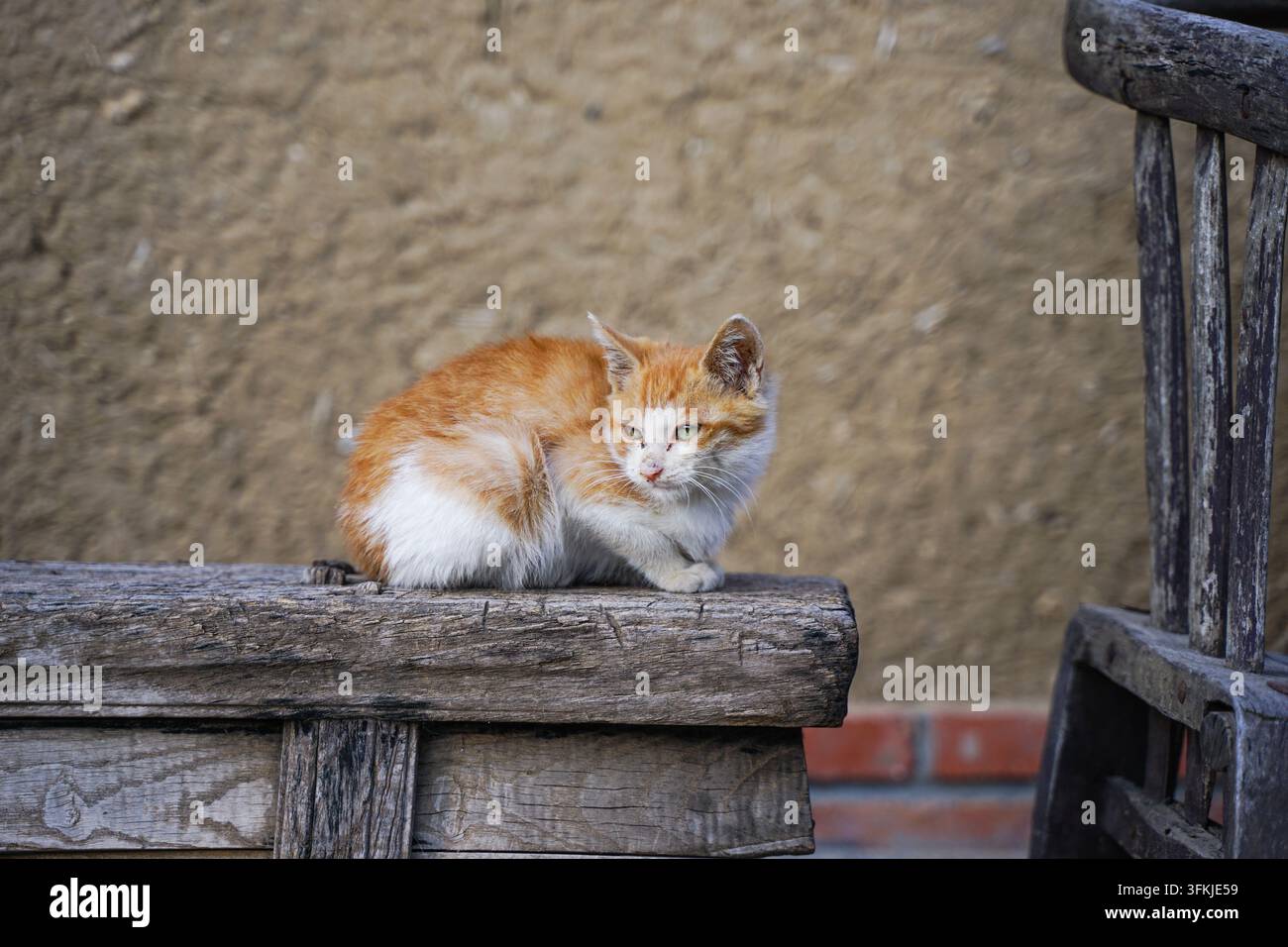 Piccolo gatto bianco e arancione accovacciato su uno sgabello di legno vecchio Foto Stock