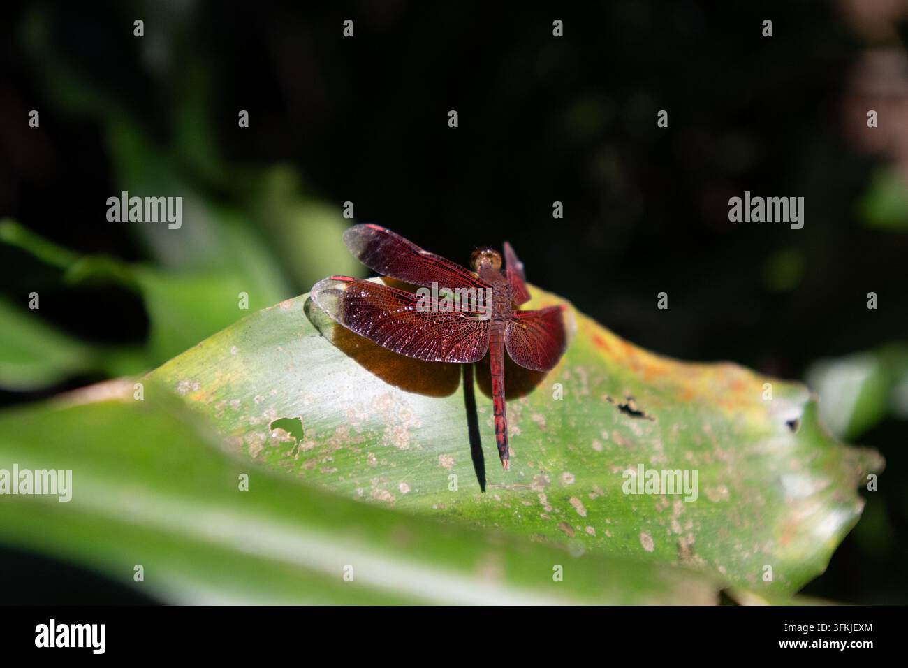 Una libellula rosso scuro, rosso marrone, appollaiata su una foglia in una foresta a Bandung, Indonesia. Foto Stock