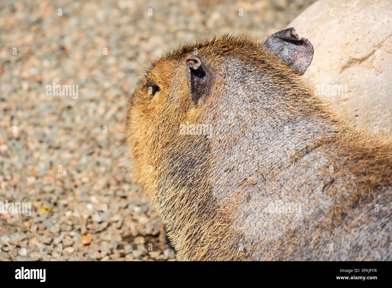 Prima vista del capo e dei dettagli del pelo del capibara Foto Stock