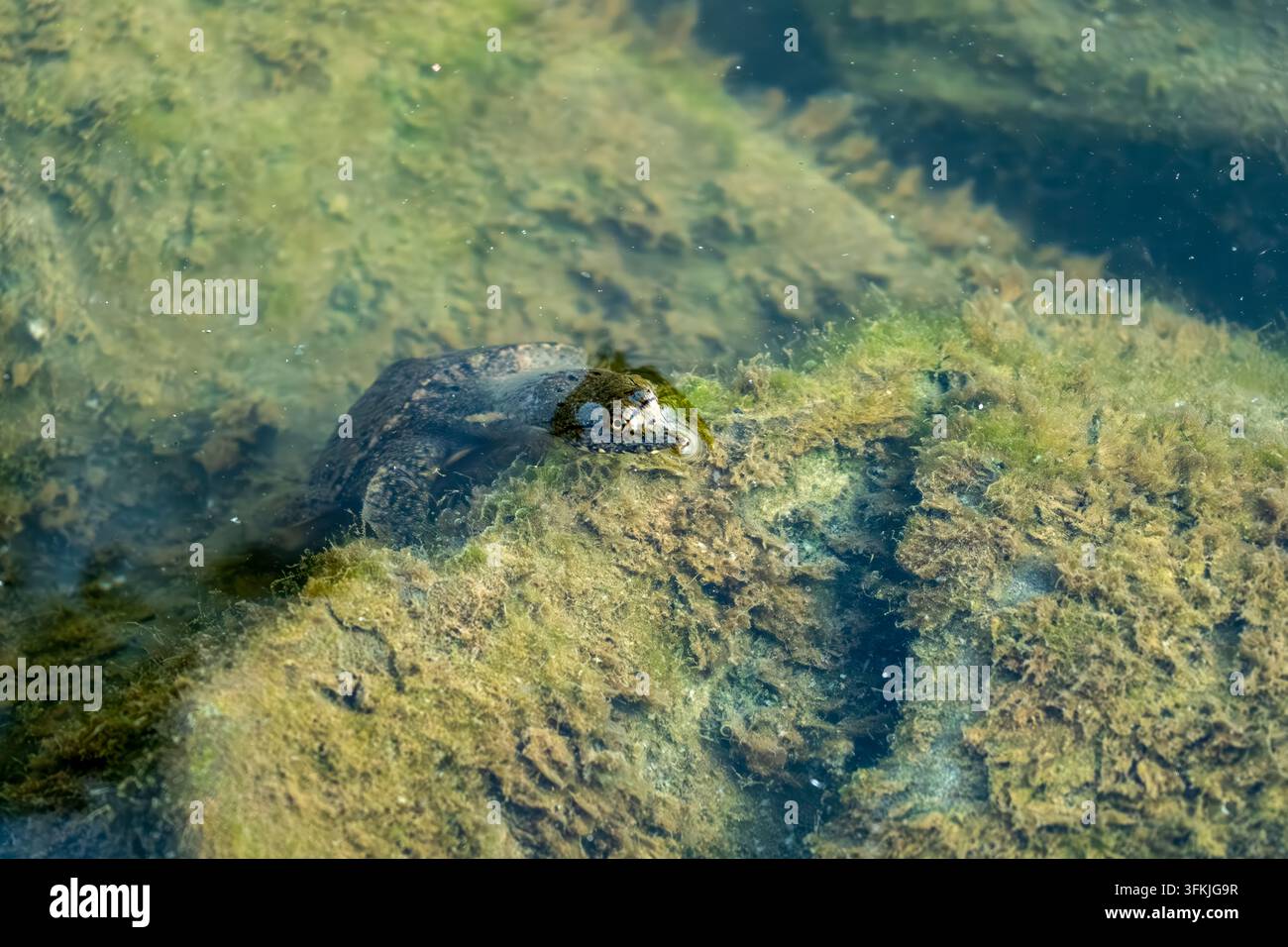Tartaruga dalle scaglie morbide cinese selvatica nel suo habitat naturale di acque basse Foto Stock