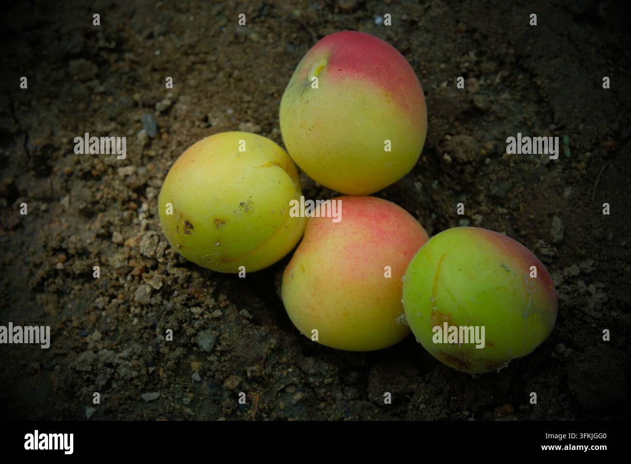 Albicocche mature che cadono a terra Foto Stock