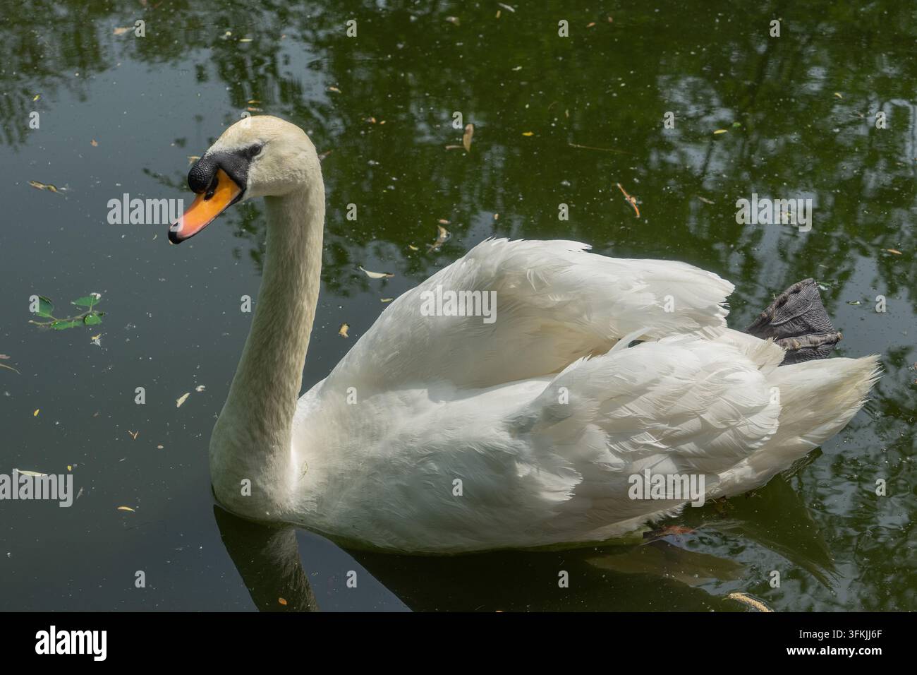 Cigno reale che nuota di lato su un lago verde con le piume della coda sollevate Foto Stock