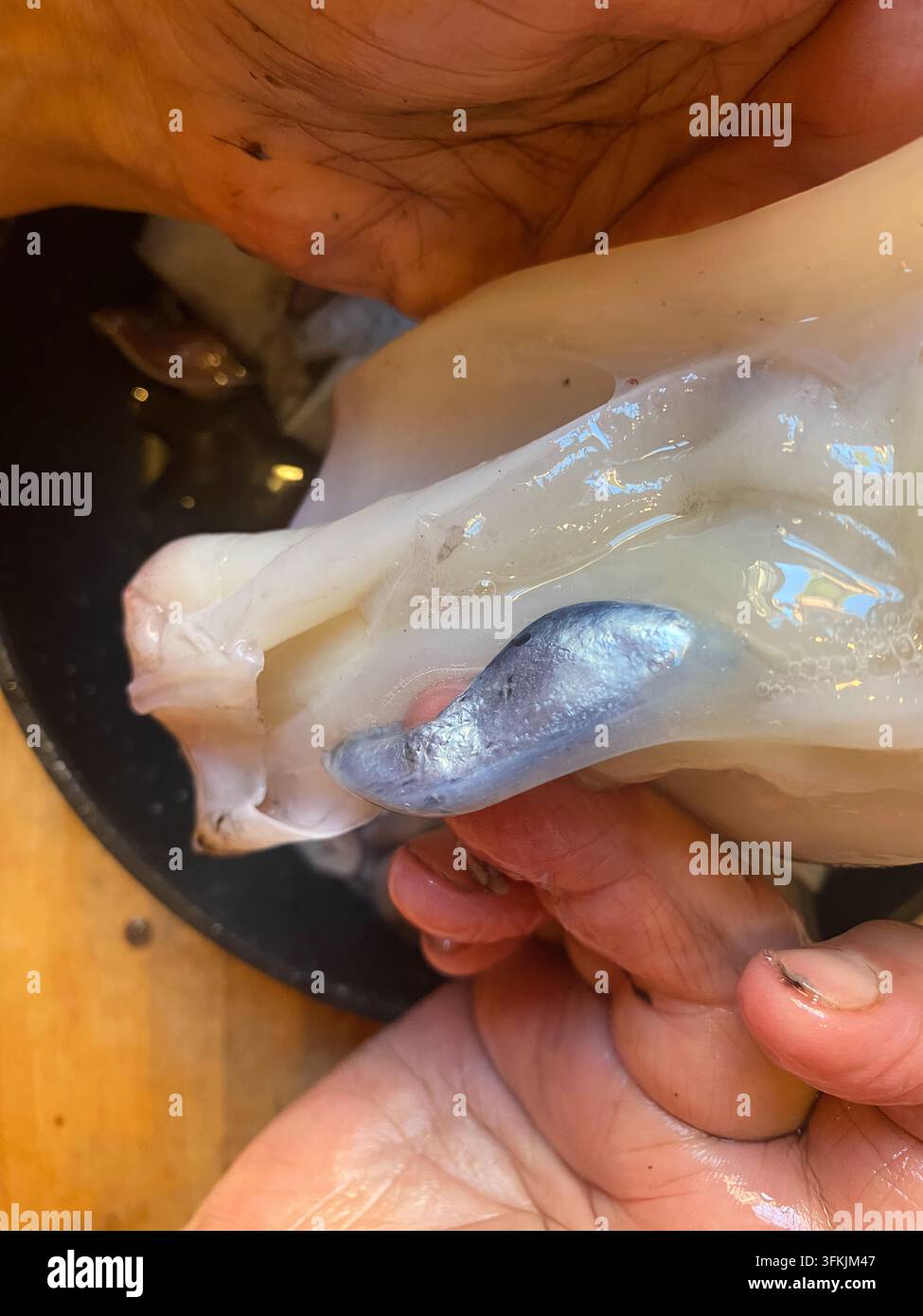 Mani rimuovono con maestria la sacca dell'inchiostro da un calamaro fresco durante la preparazione culinaria, mostrando l'anatomia interna e la pulizia tradizionale dei frutti di mare Foto Stock