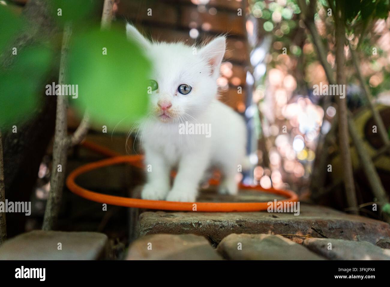 Gattino bianco in piedi dietro un anello di tubo arancione con foglie verdi che incorniciano l'inquadratura Foto Stock