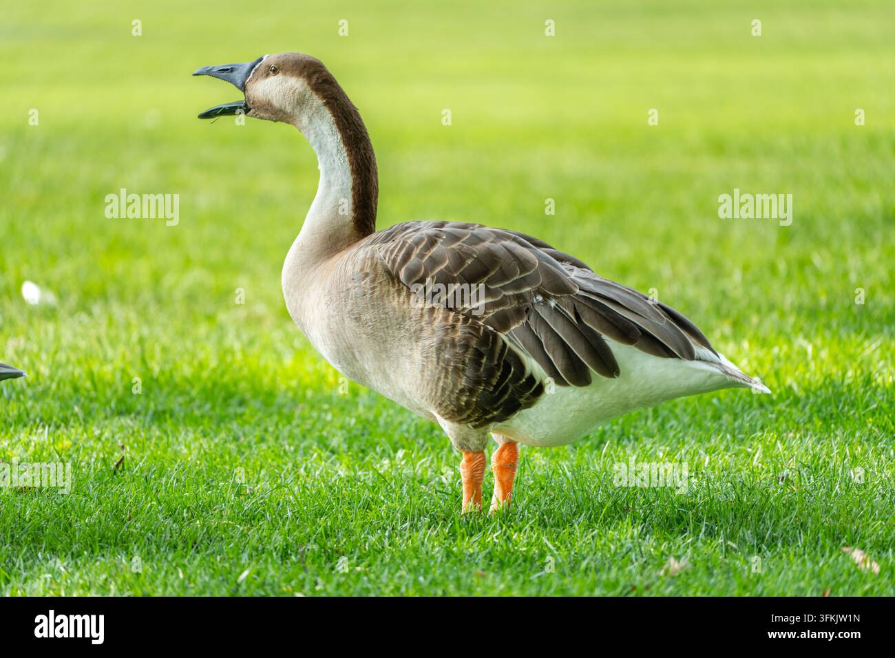 Oche cignone che chiamano sul prato Foto Stock