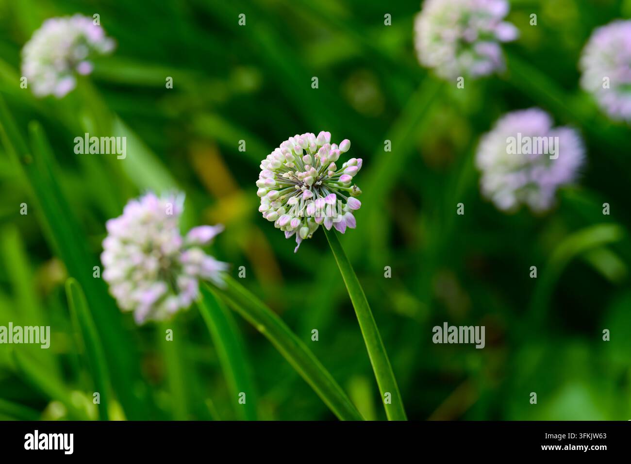 Vista macro di una testa di fiore di allium senescens rotonda in fiore con minuscoli boccioli rosa su uno stelo verde con sfondo sfocato in autunno. Foto Stock