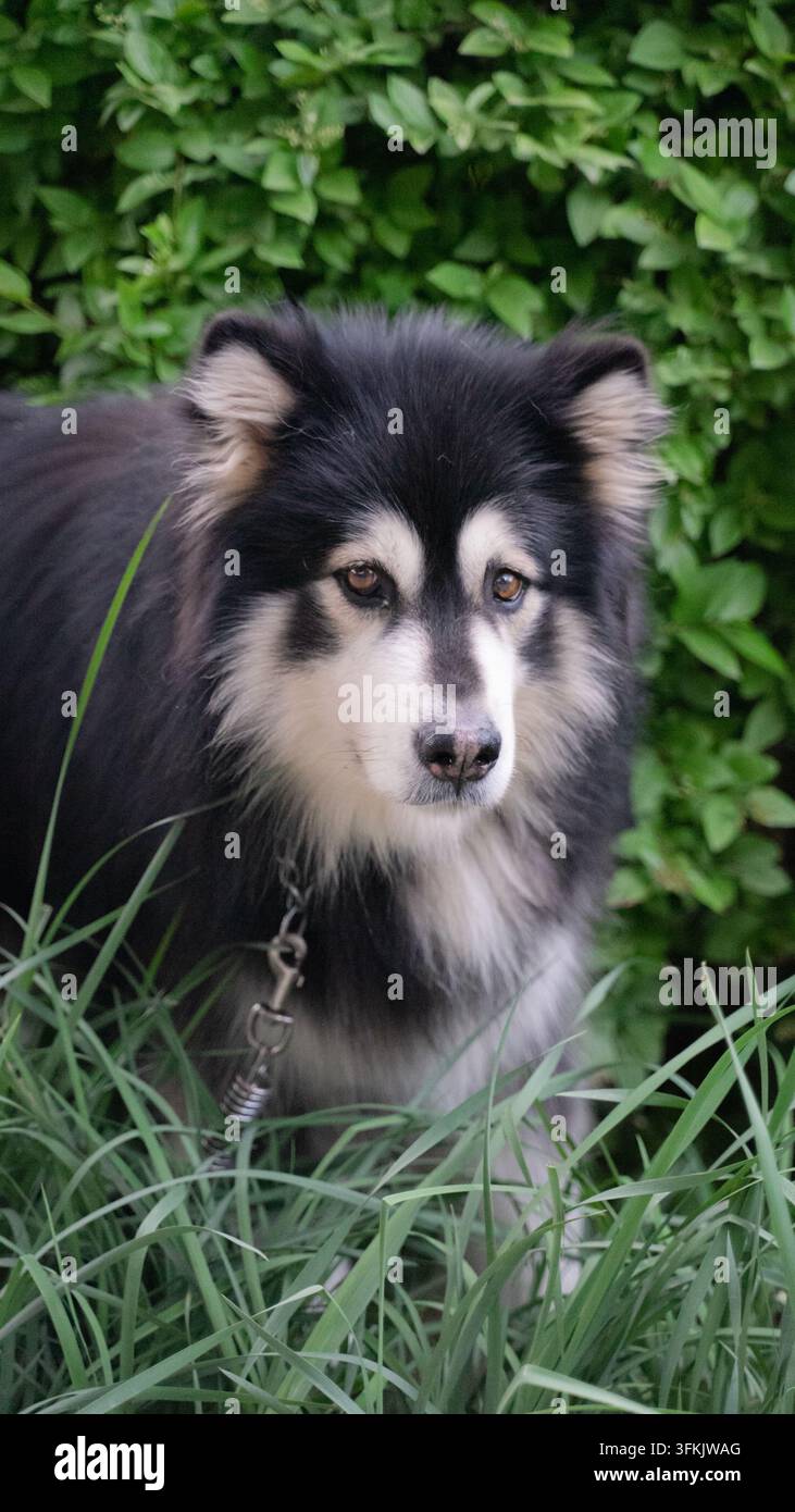 Prima piano di un Malamute dell'Alaska bianco e nero nell'erba Foto Stock