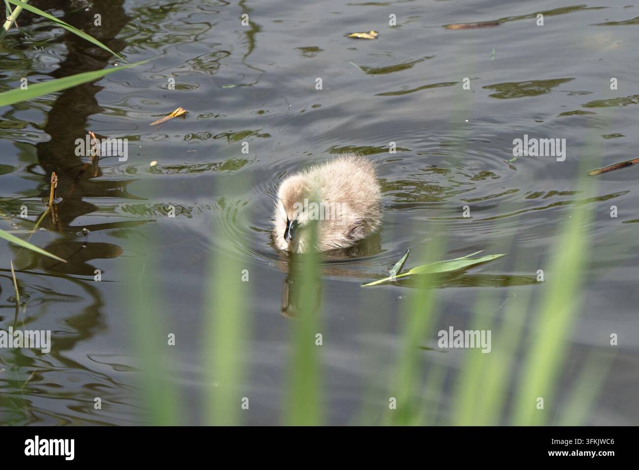 Prima piano di cigni neri che nuotano in un lago Foto Stock