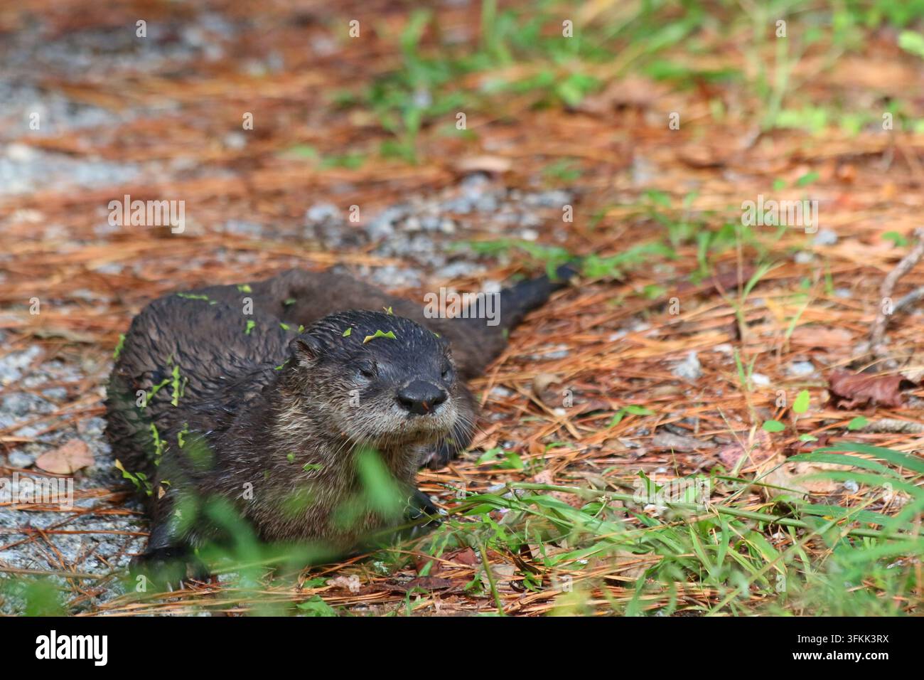 Lutra del Nord America (Lontra canadensis) fotografata nella Carolina del Sud Foto Stock