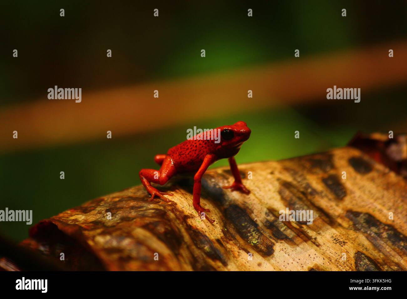 Rana dardo velenosa alla fragola (Oophaga pumilio) fotografata in Costa Rica Foto Stock