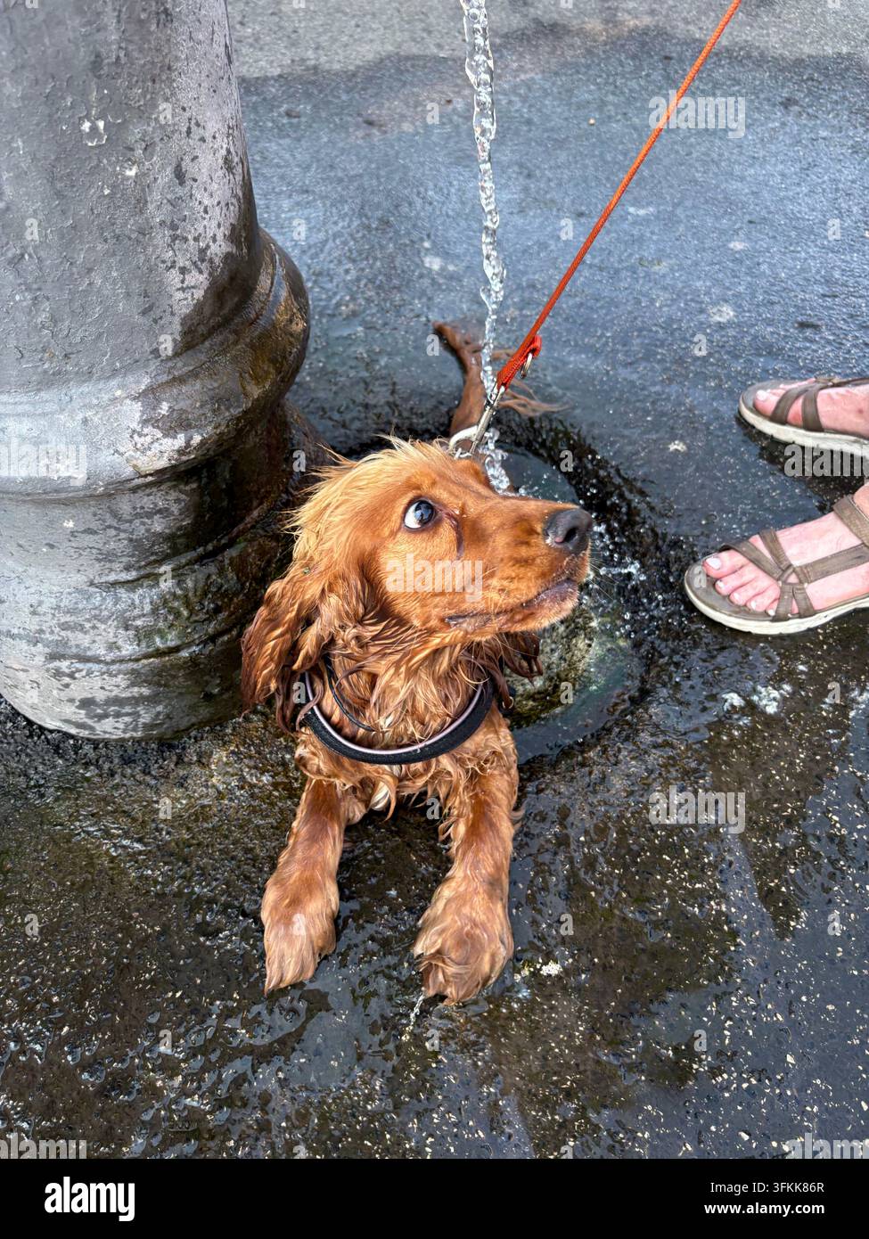 Golden Cocker Spaniel che si rinfresca alla storica fontana pubblica Nasone con flusso continuo durante l'ondata di caldo estiva a Roma, Italia Foto Stock