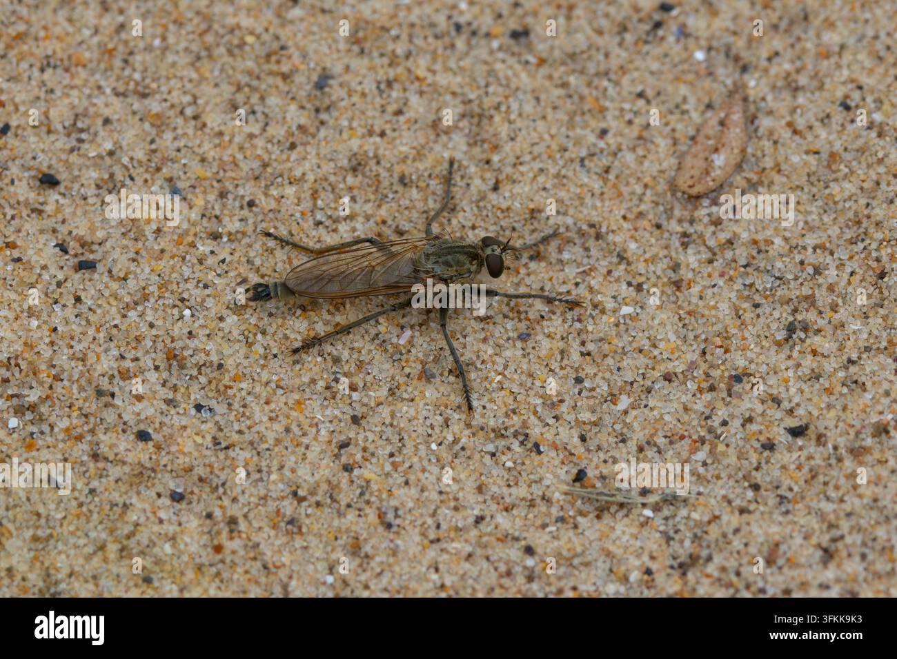 Primo piano di una mosca rapinatrice delle dune che riposa su una spiaggia. Inghilterra, Regno Unito. Foto Stock