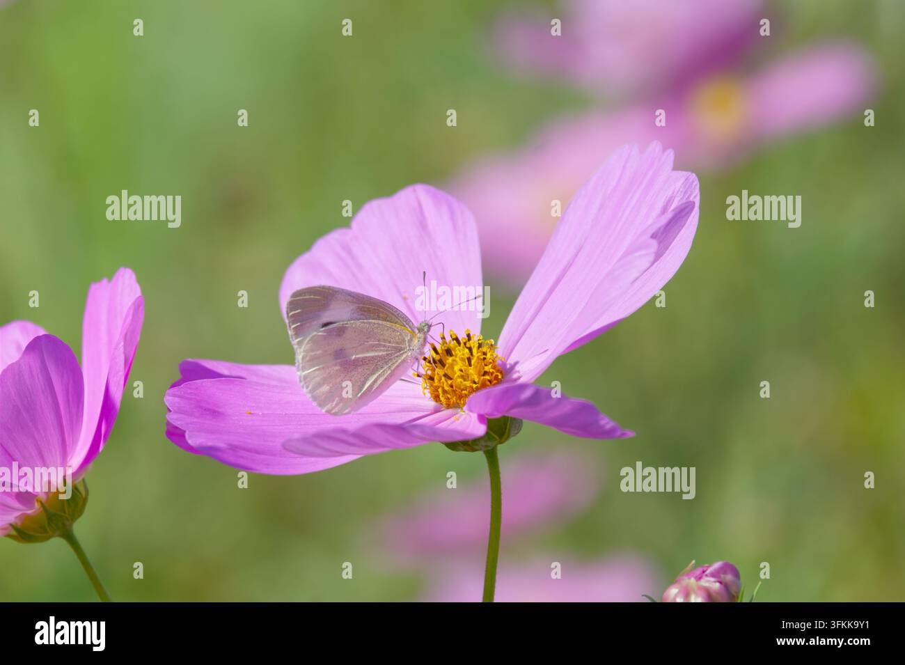 Farfalla su fiore di Cosmo rosa – Scena di impollinazione naturale in luce soffusa Foto Stock