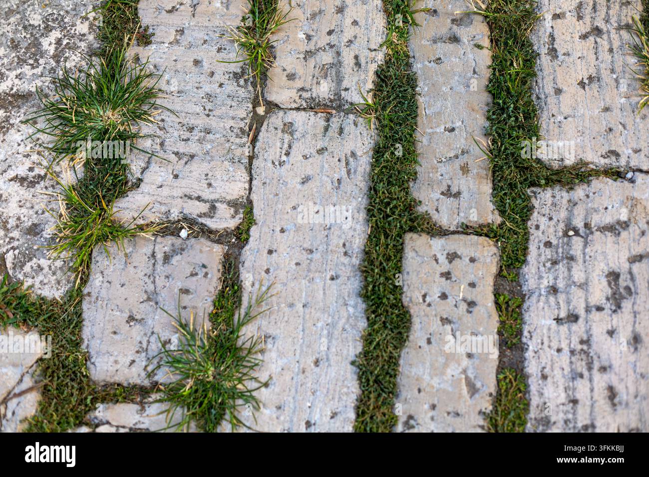 Pavimentazione in pietra consumata con erba tra le giunture. Primo piano di pavimentazione in pietra consumata con erba verde e muschio che crescono tra le giunture irregolari. Foto Stock