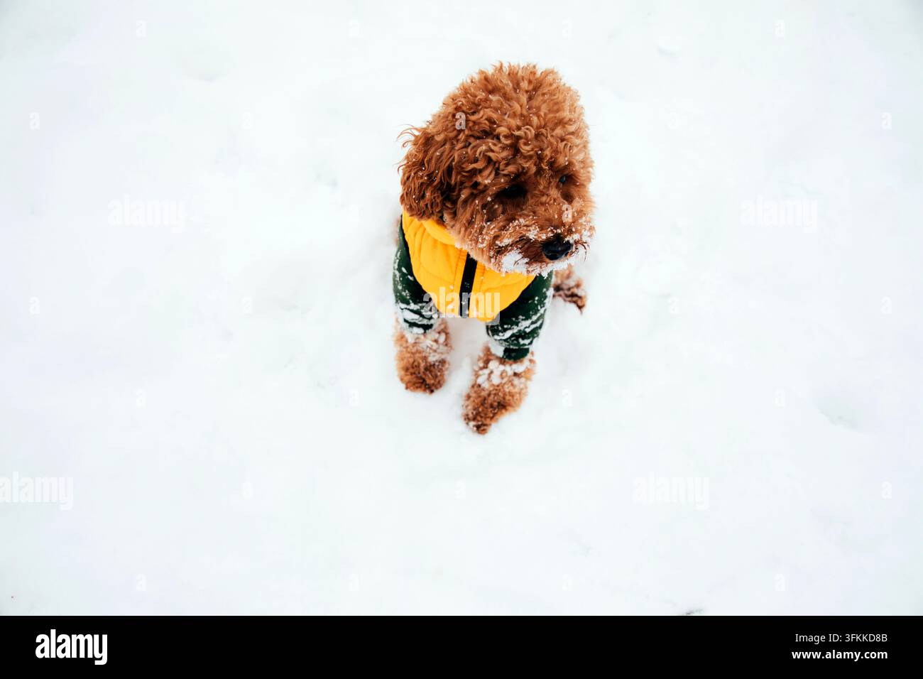 Simpatico cane riccio con giacca gialla seduto nella neve Foto Stock