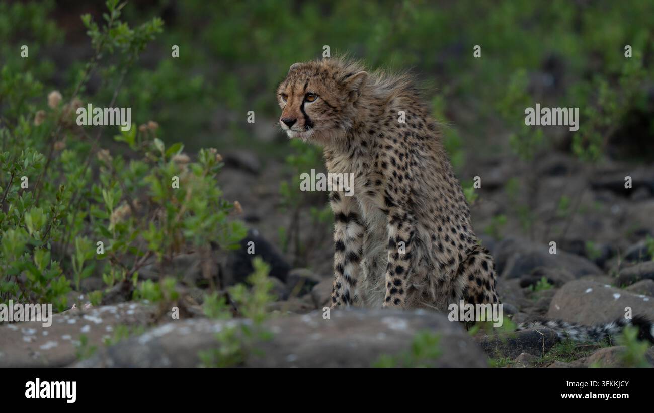 Giovane ghepardo (Acinonyx jubatus) alla ricerca di prede nell'erba. I ghepardi sono giocosi e curiosi Foto Stock