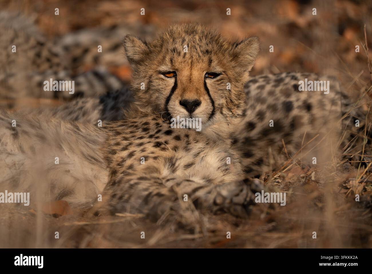 Giovane ghepardo assonnato (Acinonyx jubatus) sdraiato a terra. I ghepardi sono giocosi e curiosi Foto Stock