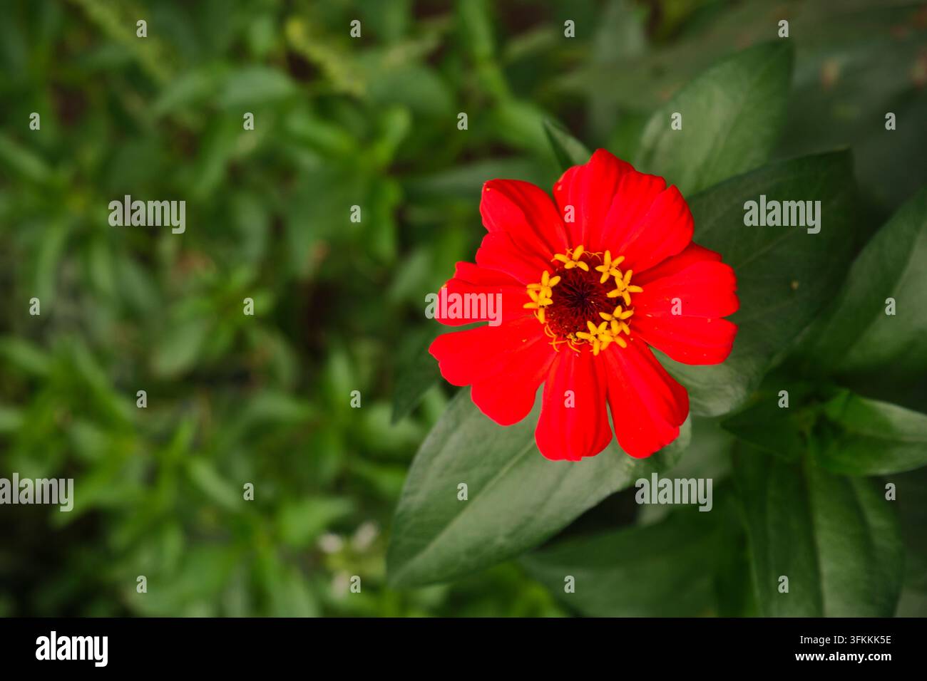 Bellissima fioritura di zinnia rossa con stami gialli in un giardino verde Foto Stock