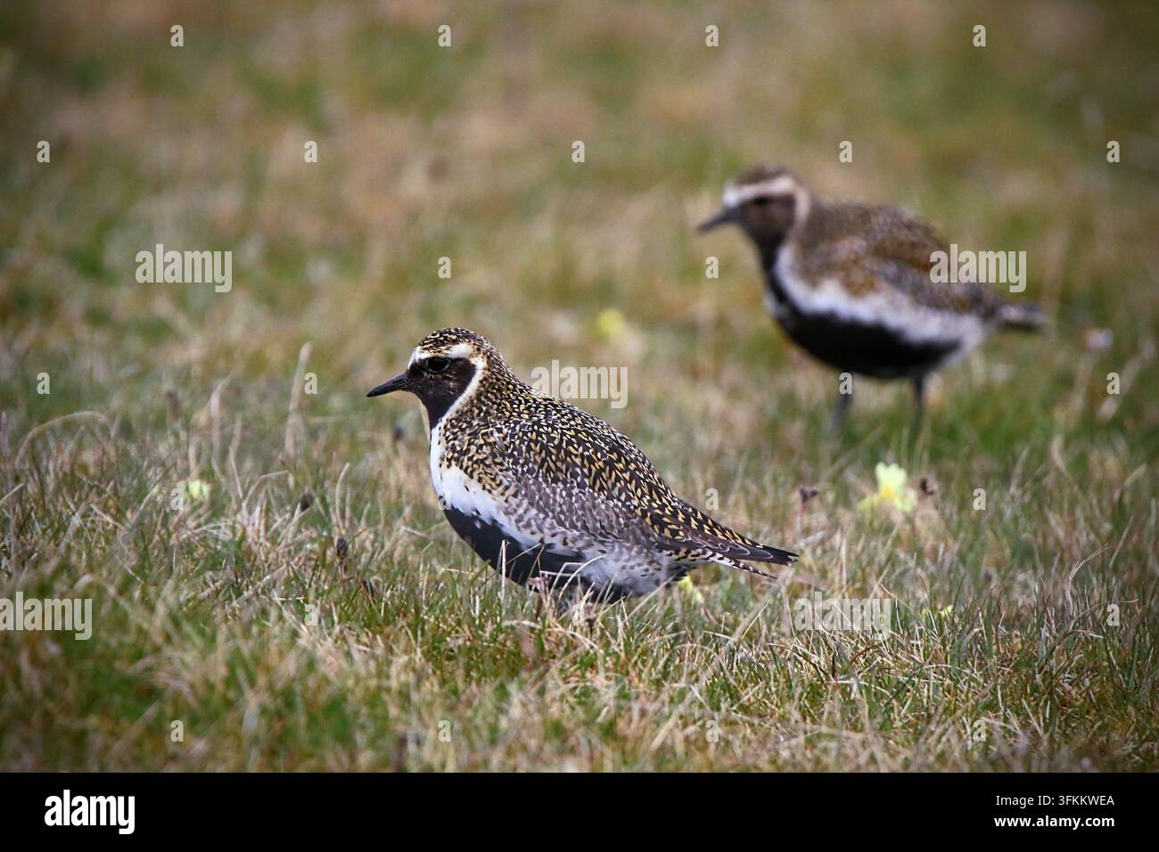 Piviere dorato europeo (Pluvialis apricaria) Foto Stock