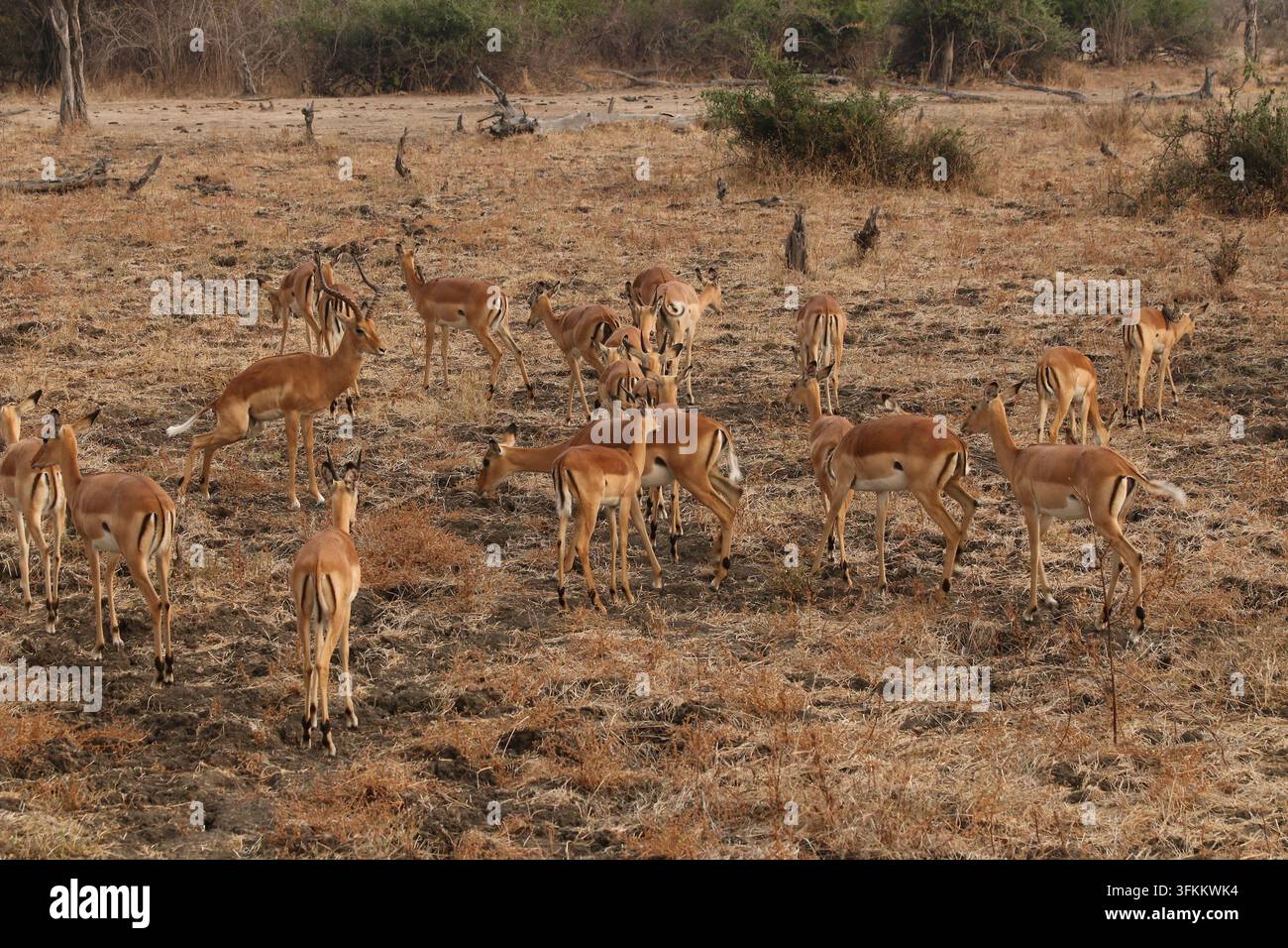 Impala (Aepyceros melampus) fotografato nel Parco Nazionale di South Luangwa, Zambia Foto Stock