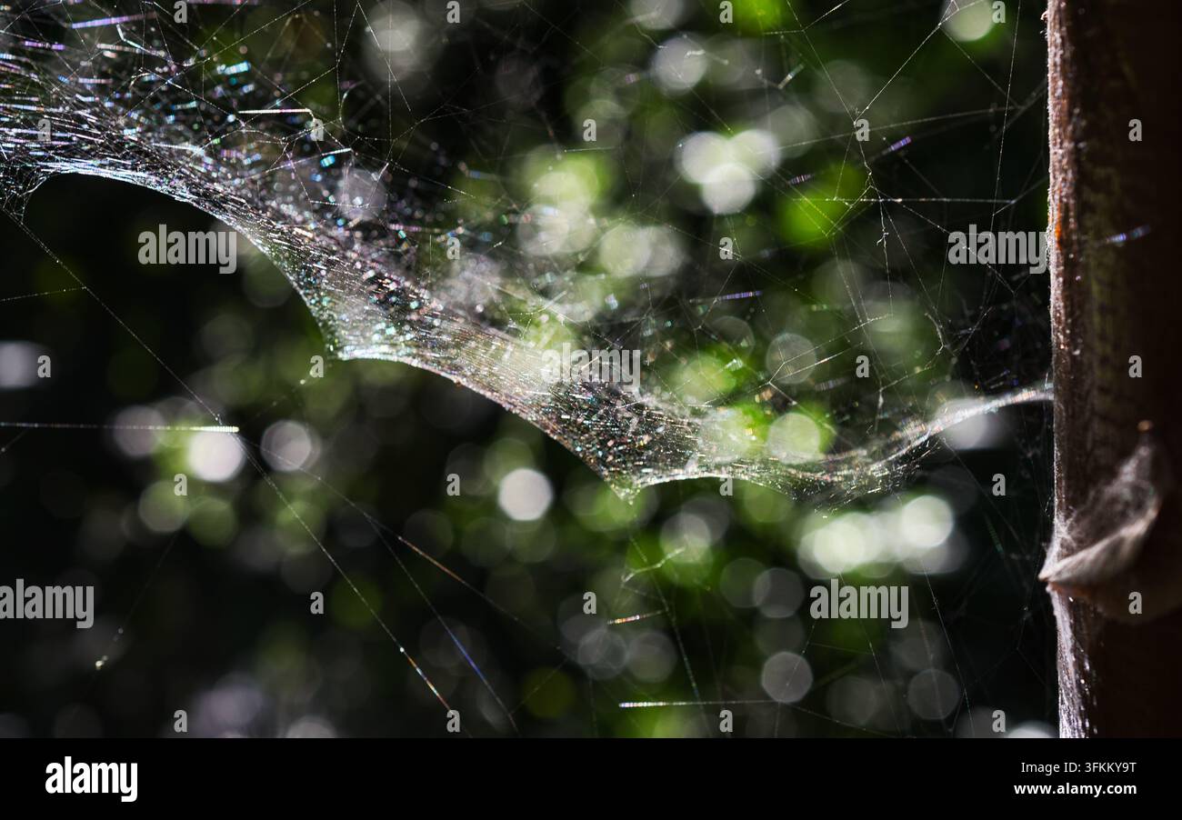 Una delicata ragnatela coperta di rugiada cattura la luce su uno sfondo sfocato verde e bianco morbido nel Retiro Park, Madrid, Spagna. Foto Stock