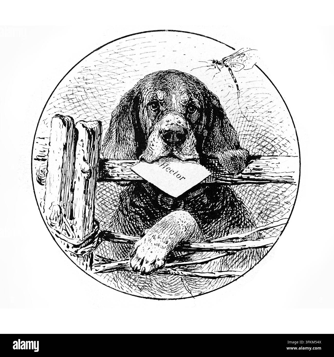 Cane Bloodhound triste che tiene una lettera in bocca mentre aspetta vicino a una staccionata di legno, incisione del XIX secolo. Foto Stock