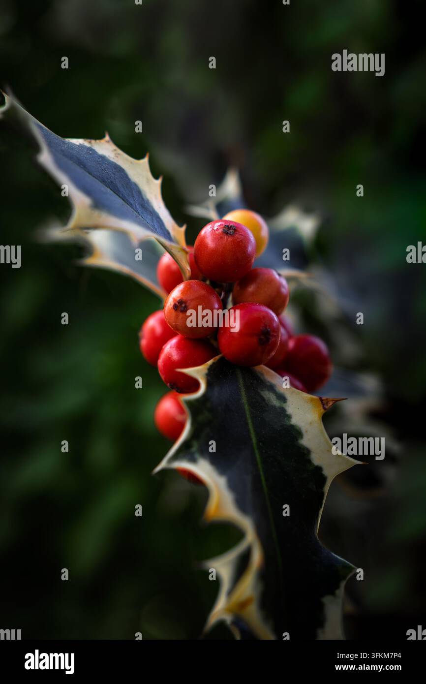Piante di agrifoglio variegata che cresce in natura, che mostra le sue bacche rosse vivaci e le foglie verdi e bianche distintive, simboleggiando l'inverno e le festività Foto Stock