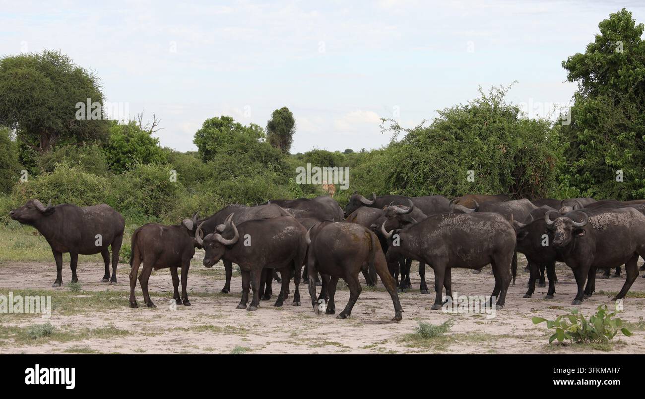 Un branco di bufali africani che pascolano nel Parco Nazionale di Chobe, con i leoni che osservano la loro preda da dietro. Foto Stock
