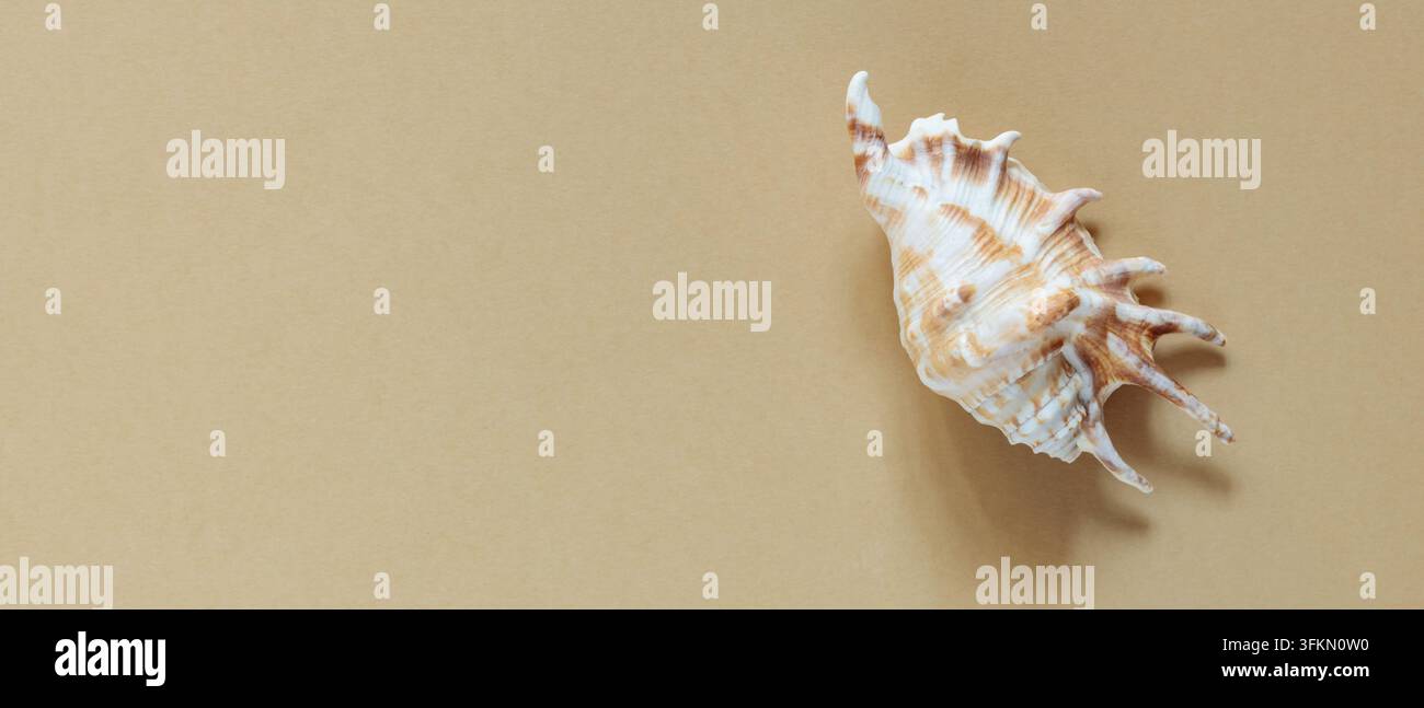 Conchiglia spinosa con creste bianche e segni marrone chiaro su sfondo beige con spazio libero Foto Stock