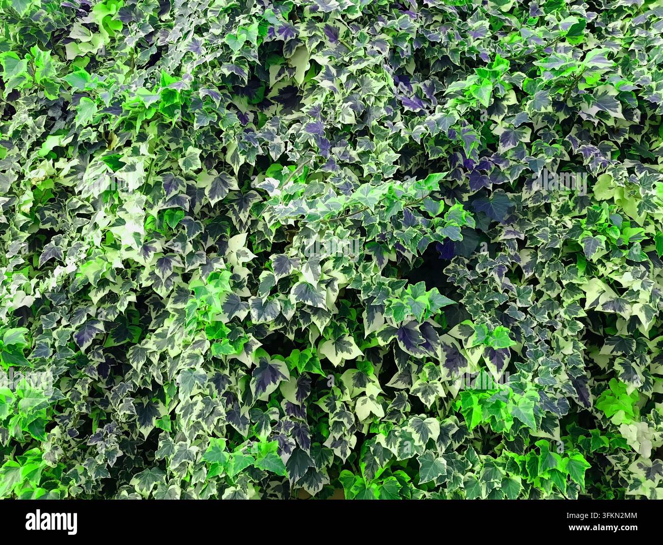 Sfondo a parete di foglie di edera verde intenso e variegato di bianco, motivo botanico naturale Foto Stock