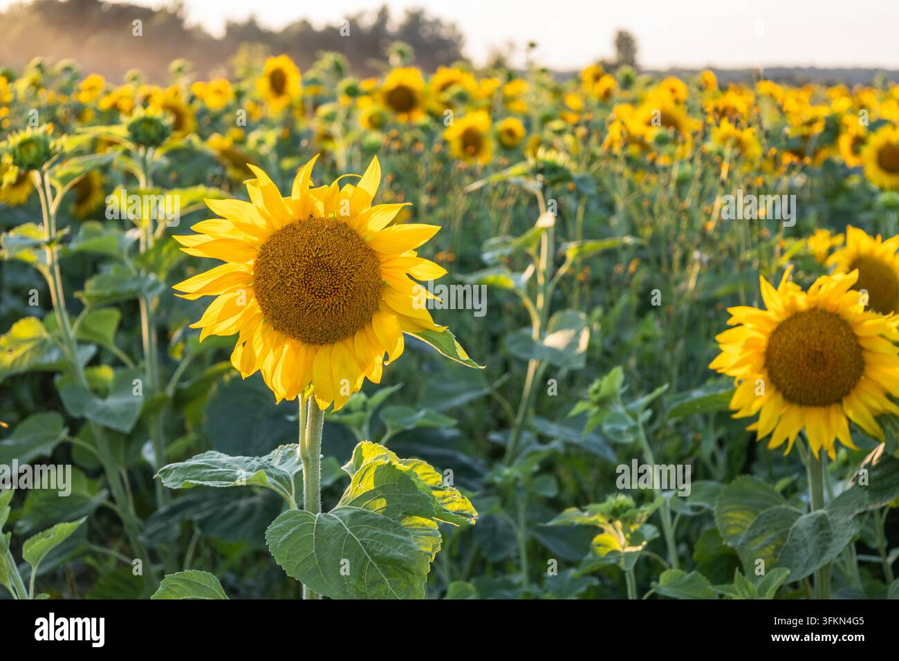Girasoli in fiore in un campo agricolo durante l'ora dorata Foto Stock