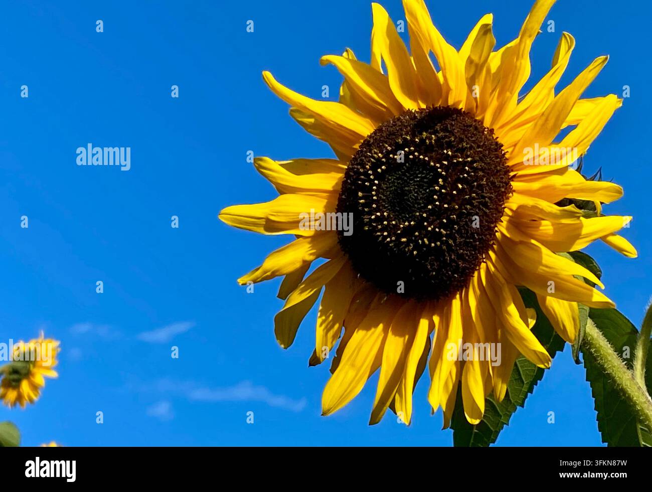 Girasoli Foto Stock
