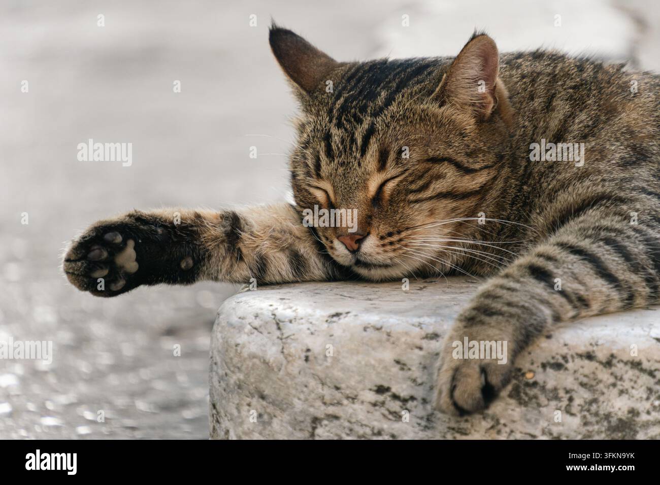 Primo piano di un gatto tigrato che dorme pacificamente su un davanzale di pietra con una zampa distesa, mostrando i suoi cuscinetti Foto Stock