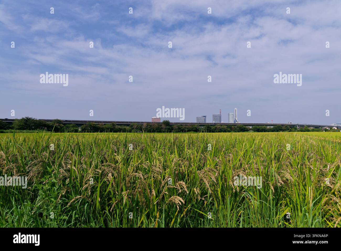 L'ora magica vibrante illumina una tranquilla scena di campagna giapponese, mettendo in silhouette i campi di riso autunnali e riflettendo la luce sull'irrigazione Foto Stock