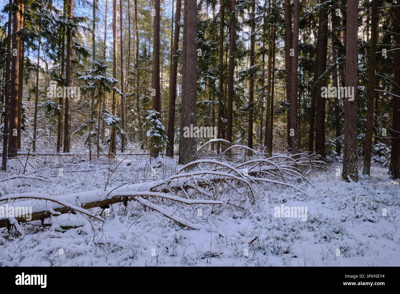 I pini si ergono alti in una foresta invernale, i loro rami ricoperti di neve. Alberi caduti giacciono su terreno coperto di neve Foto Stock