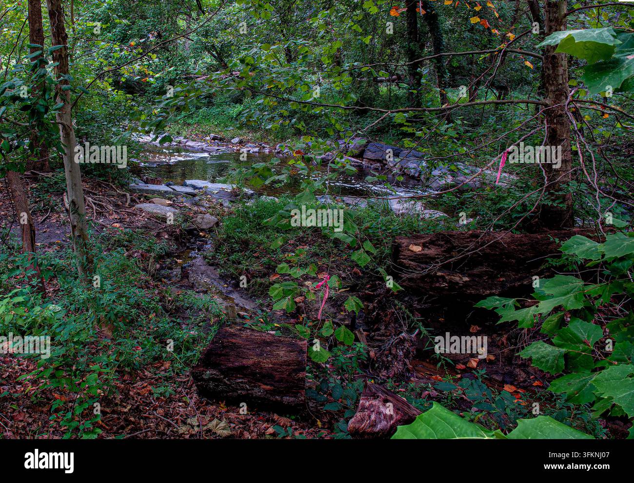 Un'area boschiva con un piccolo ruscello, tronchi caduti e fogliame verde sotto una chioma di alberi. Foto Stock