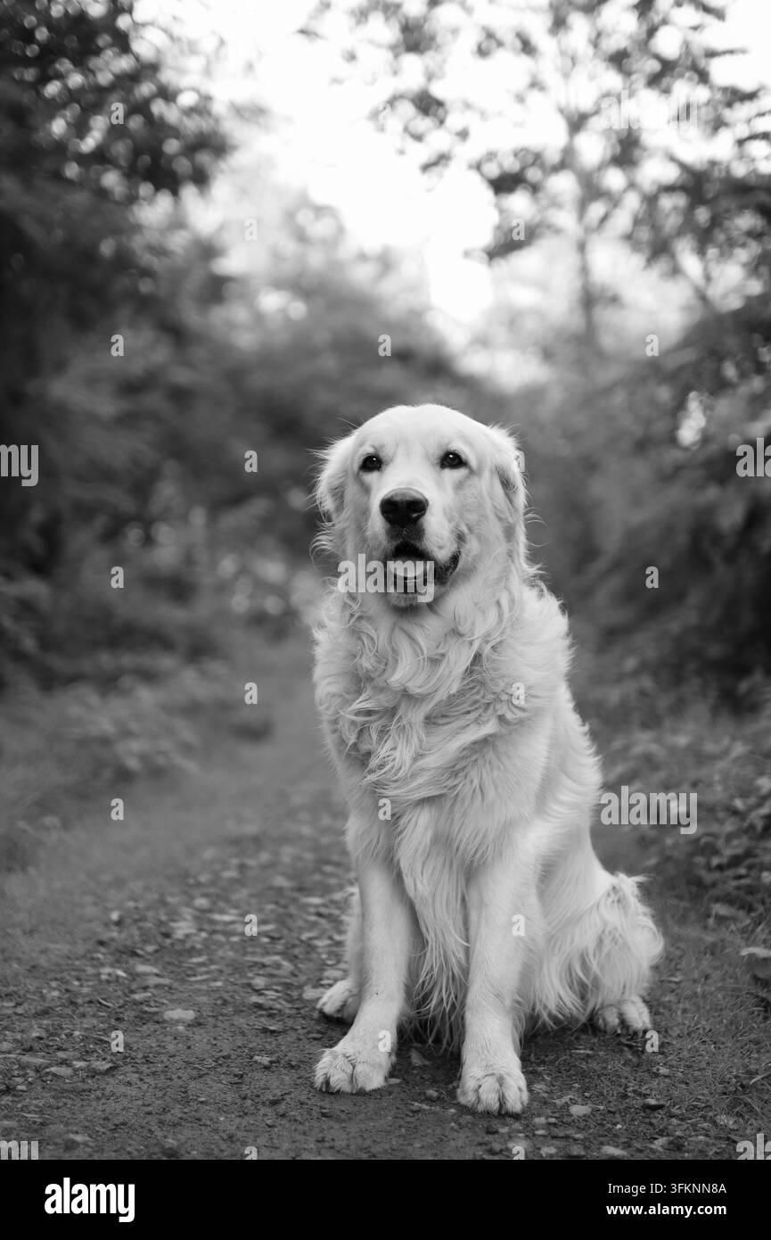 Golden retriever seduto sul sentiero nel parco. Ha la lingua fuori. Foto Stock