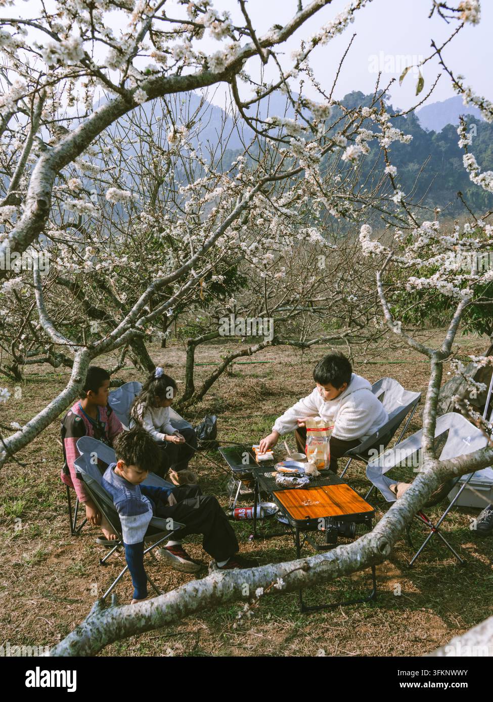 Bambini che tostano il pane su una griglia portatile in un campeggio sotto prugne in fiore, Moc Chau, Vietnam Foto Stock