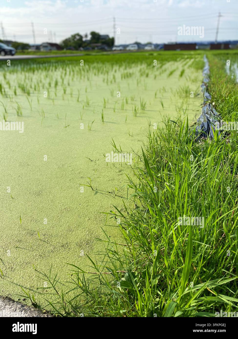 Giovani piante di riso che crescono in un campo di risaia allagato coperto da vegetazione galleggiante verde in Giappone. - Immagine stock catturata con smartphone